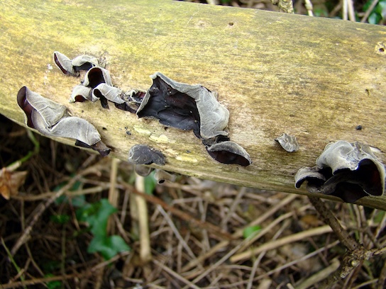 ashen chanterelle